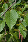 Cherry birch <BR>Sweet birch